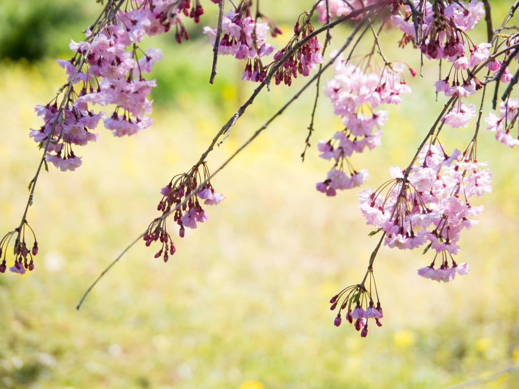 八重紅枝垂れ桜