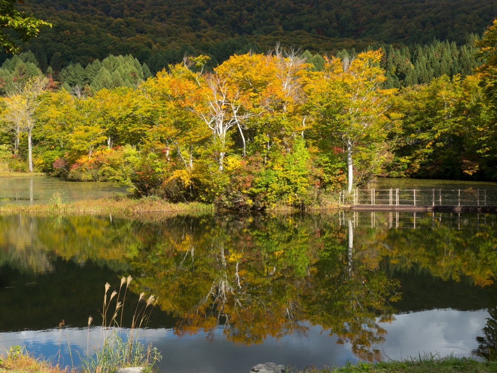 陽射しに映えて