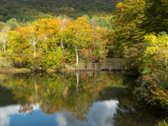 写し絵のように 写し絵のように