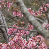 桜の蜜は美味しいよ。