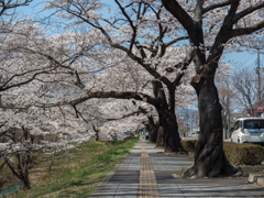 春の散歩道