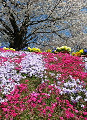 芝桜と桜