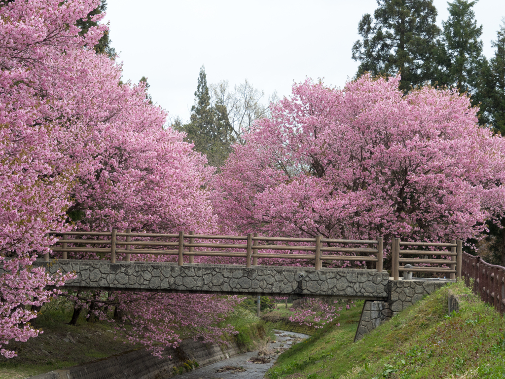 花の架け橋