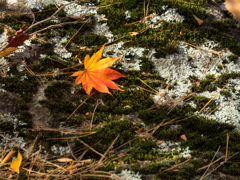 秋を告げる一枚