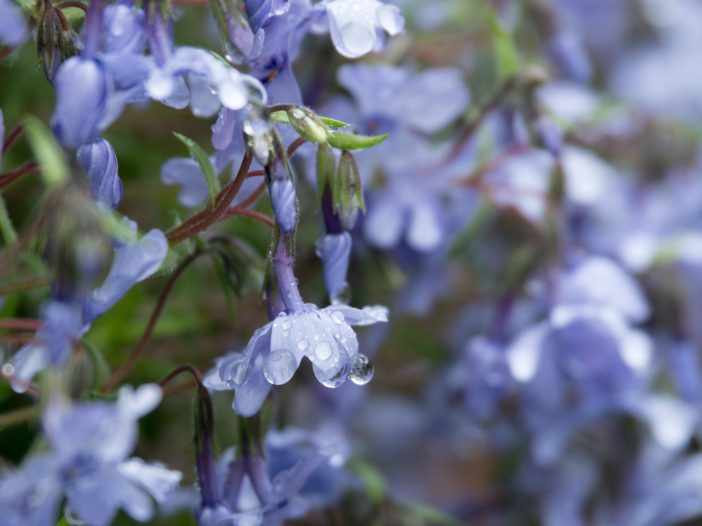 青い芝桜