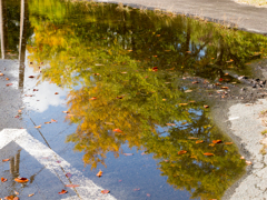 水溜りの紅葉 水溜りの紅葉