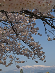蔵王連峰と桜