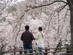 桜の世界に