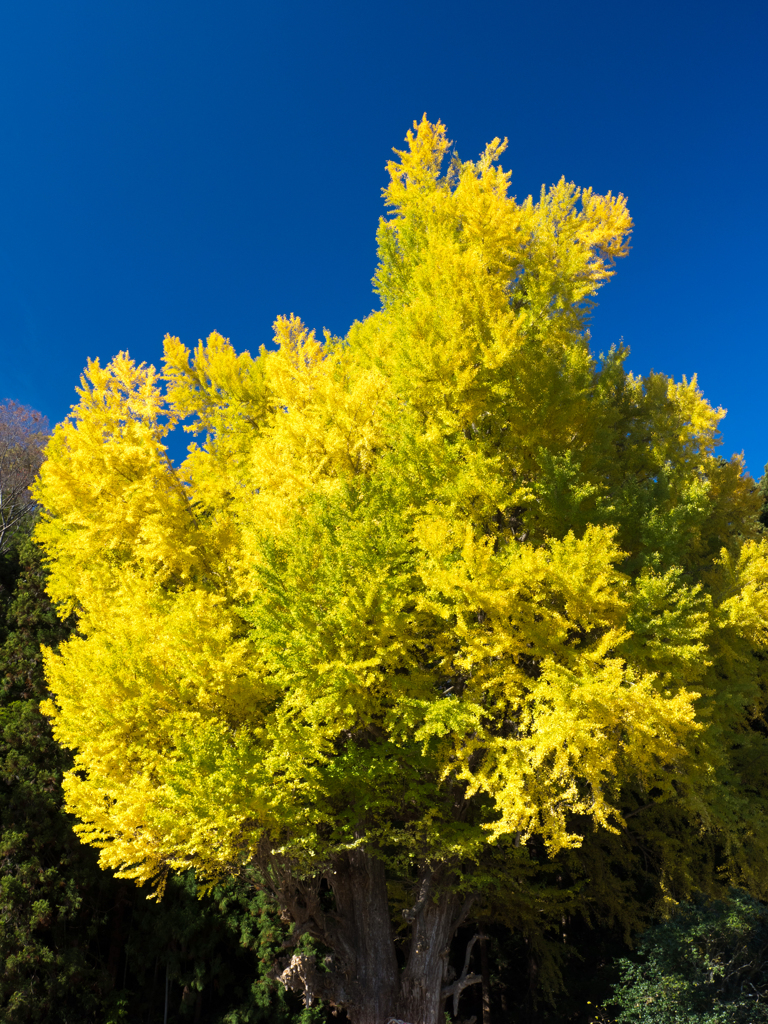 青空と大銀杏