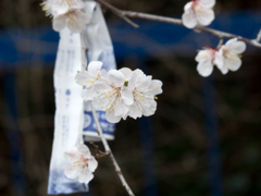 願いが花開く