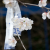 願いが花開く