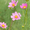 揺れるコスモス