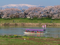 蔵王連峰とお花見屋形船