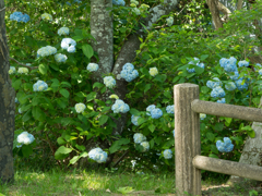 紫陽花に囲まれて