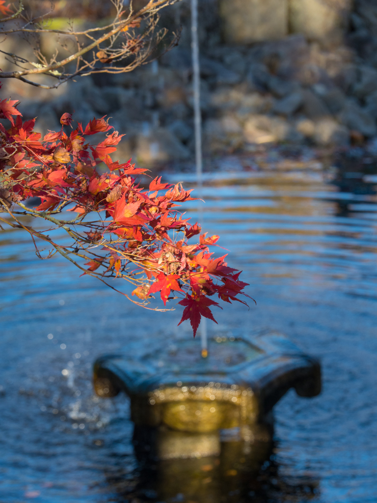 噴水と紅葉