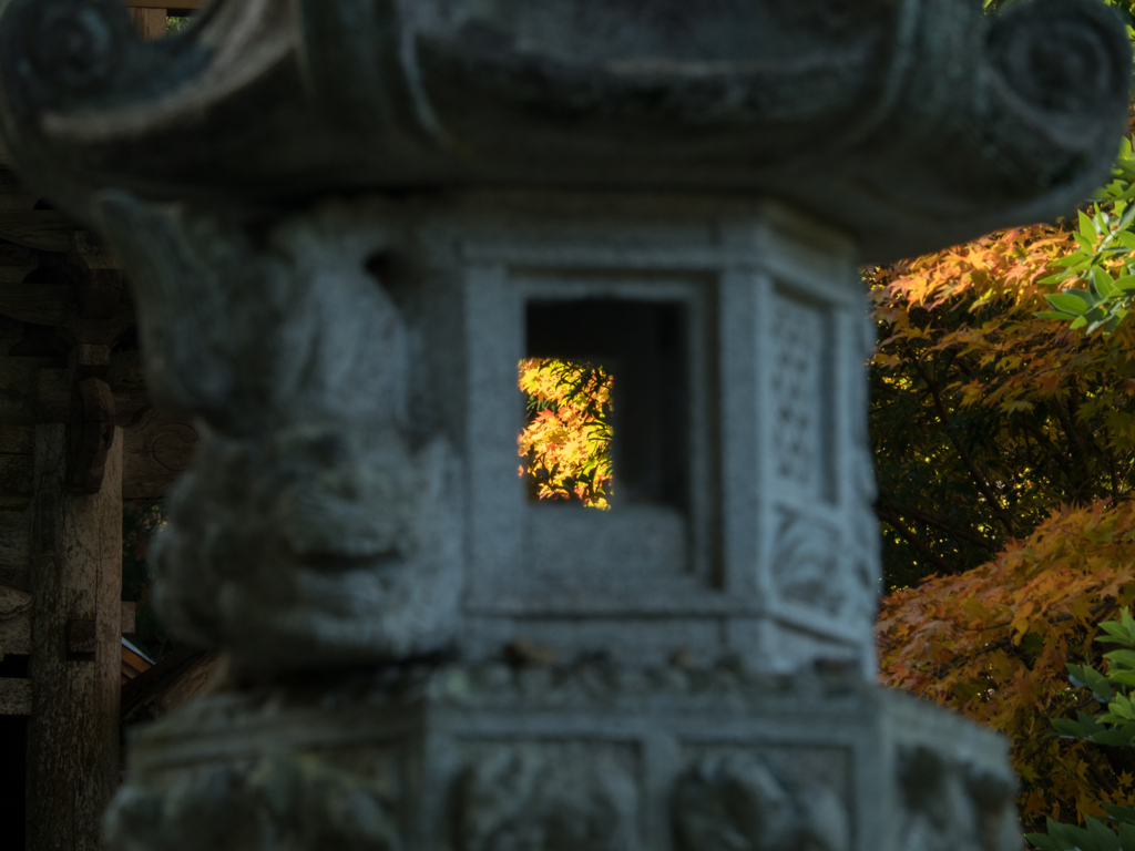 顔をのぞかせた紅葉