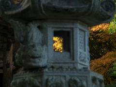 顔をのぞかせた紅葉