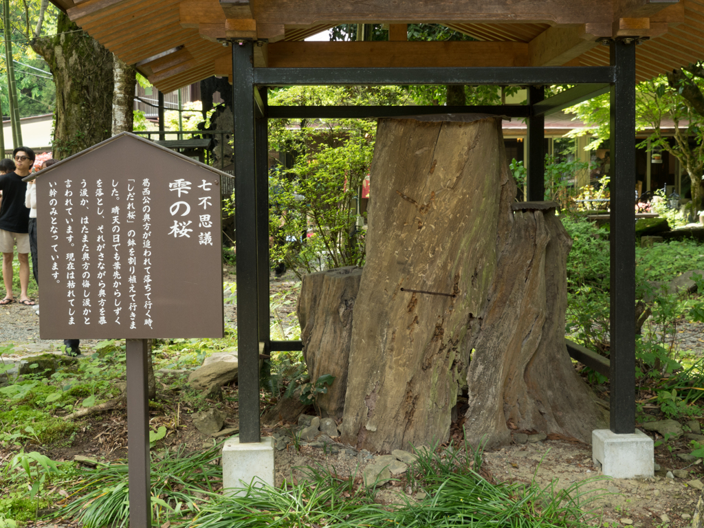 雫の桜