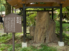 雫の桜