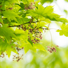 赤い線香花火