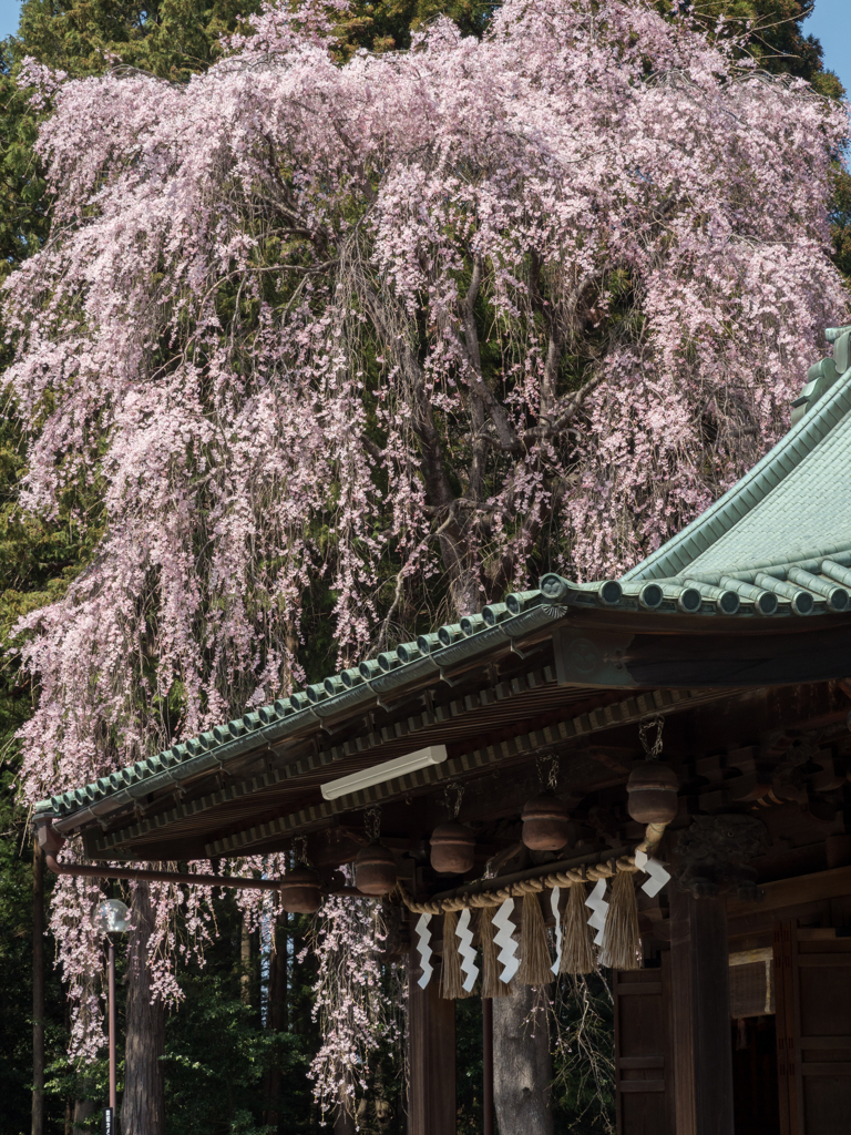 枝垂桜よ願いを届けて
