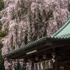 枝垂桜よ願いを届けて