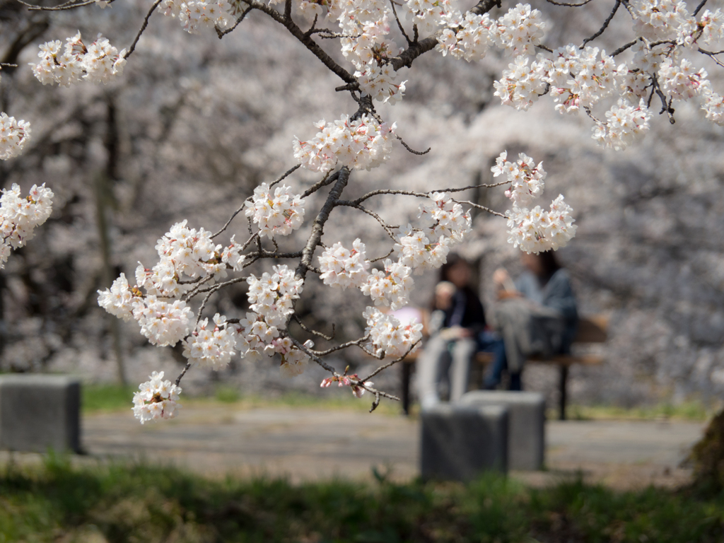 桜の下で