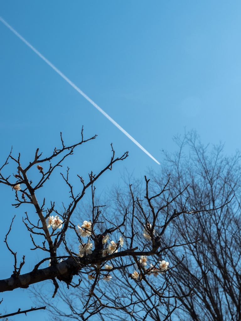 白梅とひこうき雲