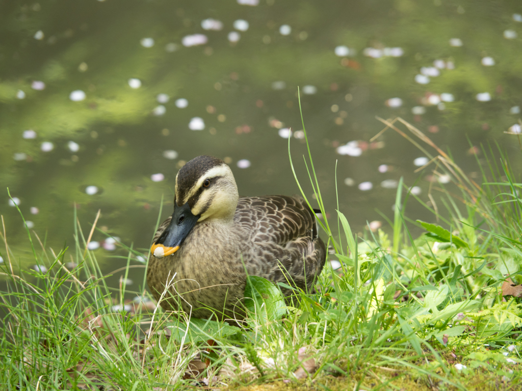 美味しかった！