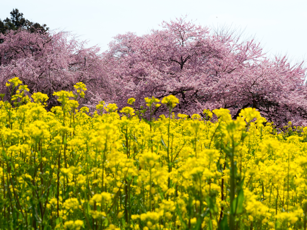 菜の花に浮かぶ桜