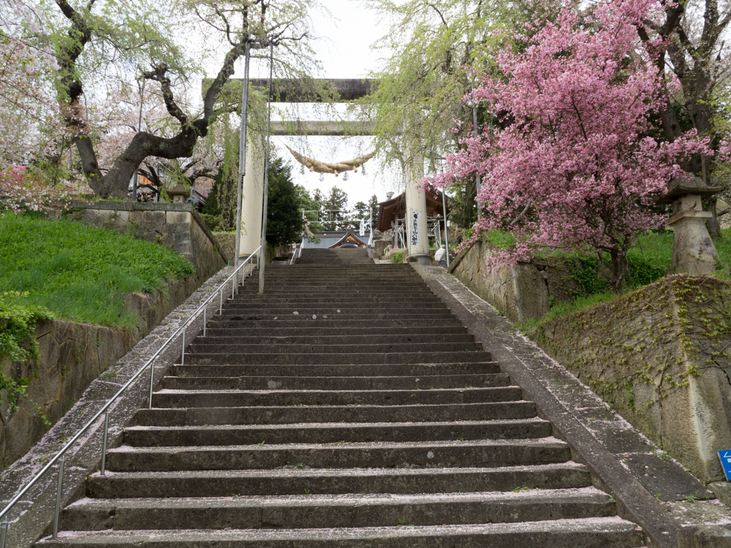 鳥居と桜