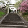 鳥居と桜