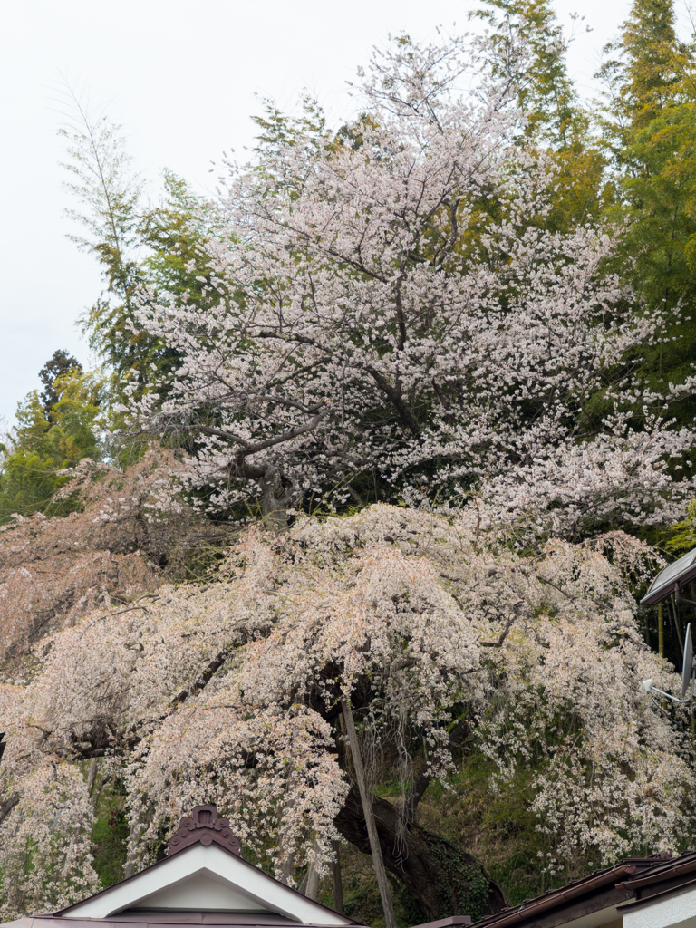 頭上の桜