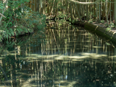 木立と光の川