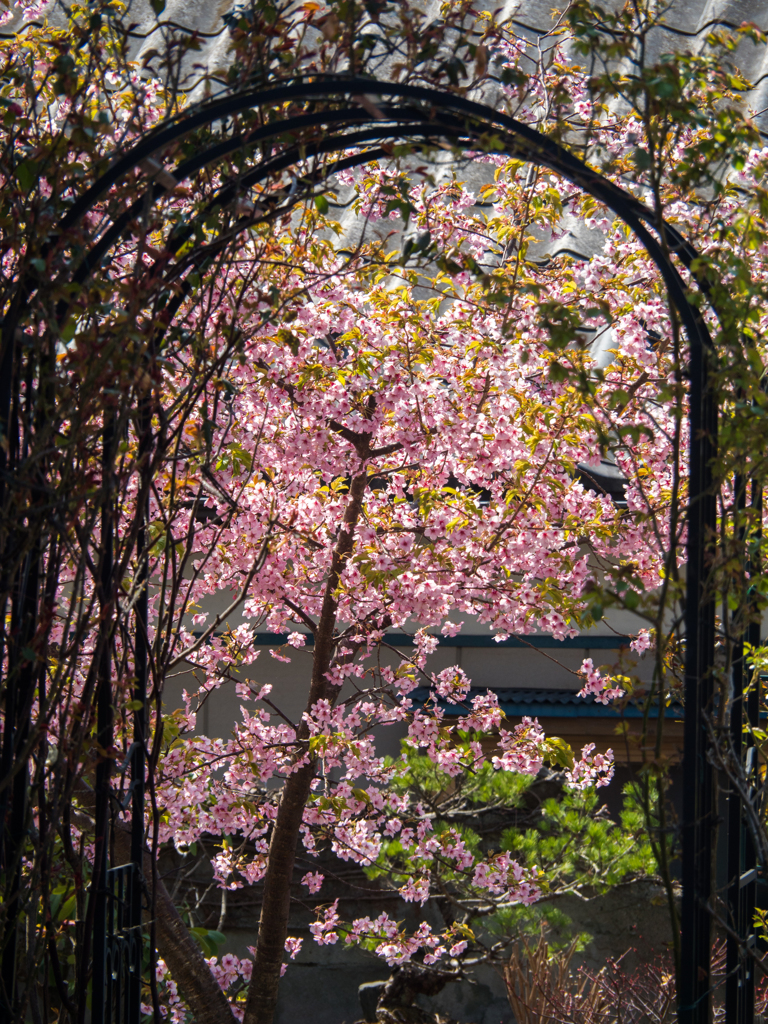 アーチと桜