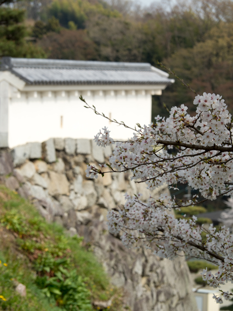 桜と石垣