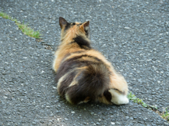 可愛いお尻