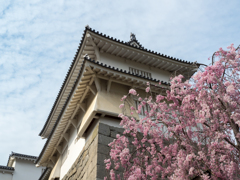 お城に桜が咲く