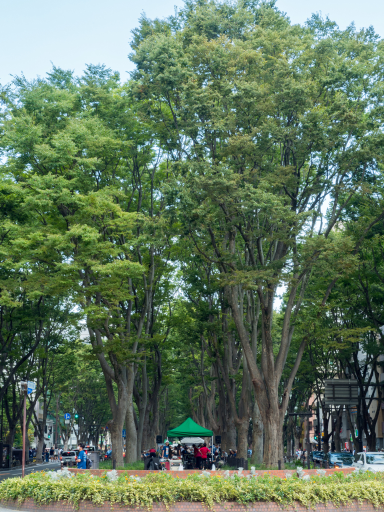 音楽が流れる定禅寺通り