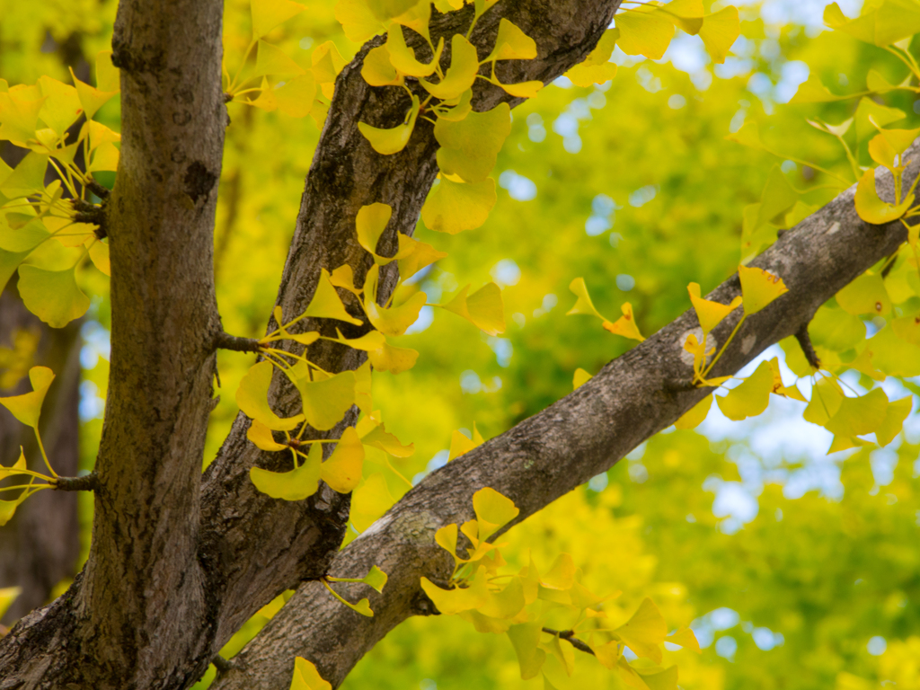 イチョウは手品師