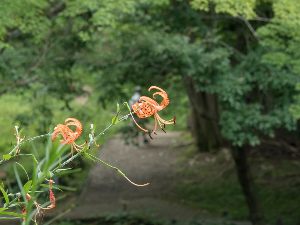 オニユリの咲く小路