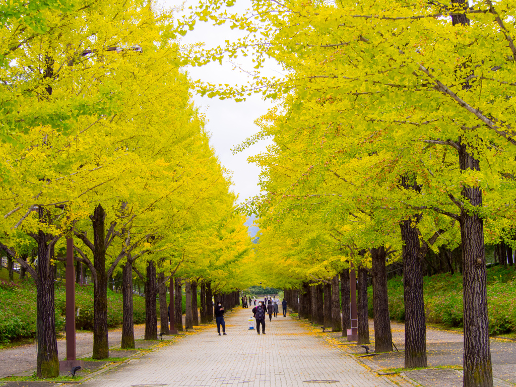 イエローアーケード