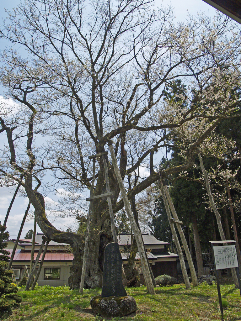 草岡の大明神ザクラ（震災時）