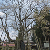 草岡の大明神ザクラ（震災時）