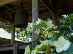 鐘楼と紫陽花