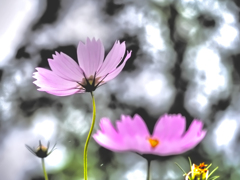 野に咲く花のように