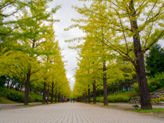 銀杏並木