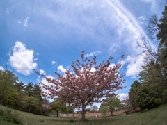 桜の背伸び