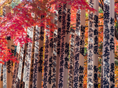 紅葉に染まって