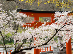 鳥居と桜